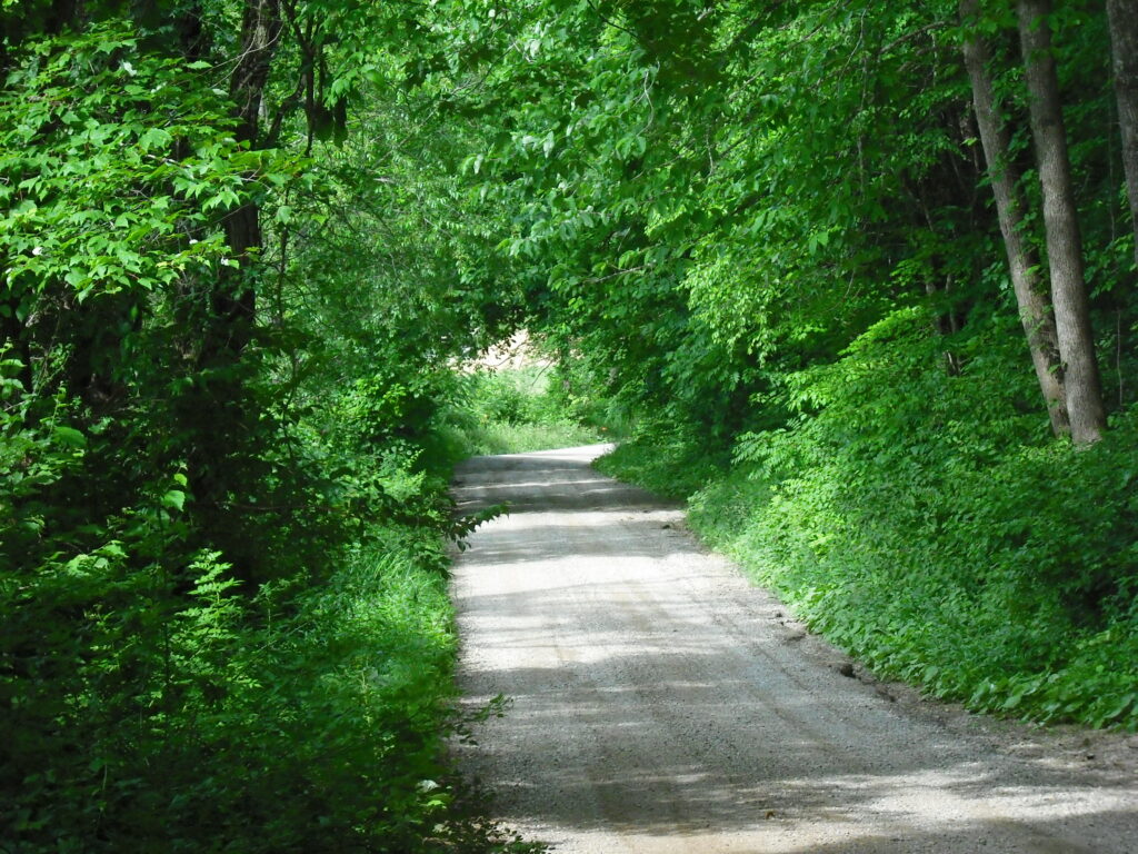 Bild av en upplyst väg av vårsolen genom de gröna träden som står på varje sida om vägen